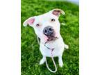 Astra 38017 American Pit Bull Terrier Young Female