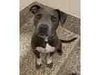 Zoey American Pit Bull Terrier Adult Female