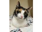 Adopt Nikki a Domestic Shorthair / Mixed (short coat) cat in Little Rock