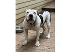 Adopt Andy a White American Pit Bull Terrier / Mixed dog in Wake Forest