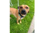 Adopt Jake a Beagle / Staffordshire Bull Terrier / Mixed dog in LONG ISLAND