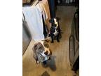 Adopt Rune a Brindle - with White American Pit Bull Terrier / Mixed dog in