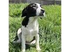 Aspen Mixed Breed (Medium) Puppy Female