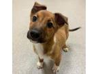 Snapdragon Mixed Breed (Large) Puppy Male