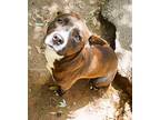 Rhonda American Pit Bull Terrier Adult Female