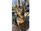 Adopt Yoda a Tricolor (Tan/Brown & Black & White) German Shepherd Dog / Mixed