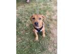 Adopt Dunk a Tan/Yellow/Fawn Pit Bull Terrier / Mixed dog in Shermans Dale
