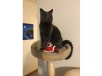Adopt Nova a Gray or Blue Russian Blue / Mixed (medium coat) cat in Schenectady