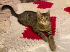 Adopt Mira a Brown Tabby Tabby (short coat) cat in Bentonville, AR (40999082)