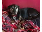 Adopt Pickett a Tricolor (Tan/Brown & Black & White) Australian Cattle Dog /