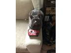 Adopt Luna a Gray or Blue Russian Blue / Mixed (medium coat) cat in Schenectady