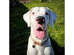 Adopt Olivea a White Great Dane / Mixed dog in Itasca, IL (41386817)