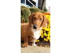 Adopt Ringo a Red/Golden/Orange/Chestnut - with White Dachshund / Mixed dog in