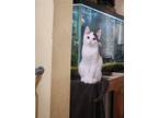 Adopt HARDY a White (Mostly) American Shorthair / Mixed (short coat) cat in