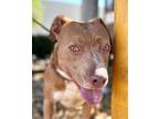 Adopt Carrie - Adopt Me! a American Staffordshire Terrier / Mixed dog in Lake