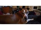 Adopt Honey a White - with Red, Golden, Orange or Chestnut Feist / Mixed dog in