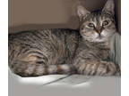 Adopt Elena a Brown Tabby Domestic Shorthair / Mixed Breed (Medium) / Mixed