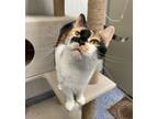 Adopt Maggie a Orange or Red Domestic Shorthair / Mixed Breed (Medium) / Mixed