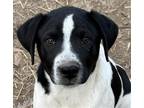 Adopt Tubbs a Black - with White Labrador Retriever / Border Collie / Mixed dog