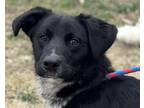 Adopt Harvey a Black - with White Flat-Coated Retriever / Mixed dog in Hamilton