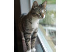 Adopt Polly a Brown Tabby Domestic Shorthair / Mixed Breed (Medium) / Mixed