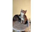 Adopt none a Black & White or Tuxedo Tabby / Mixed (short coat) cat in Windsor