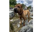 Adopt Leo a Red/Golden/Orange/Chestnut - with Black Shar Pei / Mixed dog in