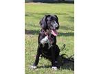 Adopt Chloe-Adoption Fee Grant Eligible! a Labrador Retriever / Hound (Unknown