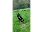 Adopt Grizzly a Black German Shepherd Dog / Mixed dog in Greeneville