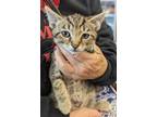 Adopt Griffin a Brown Tabby Tabby (short coat) cat in Fairborn, OH (41386507)