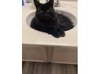 Adopt Raven a All Black Norwegian Forest Cat / Mixed (long coat) cat in Rock
