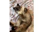 Adopt Mittens and Kitten a Tan or Fawn (Mostly) Tabby / Mixed (short coat) cat