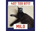 Adopt Milo (Angora cat) Clermont a All Black Turkish Angora (medium coat) cat in