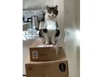 Adopt Odin a Tortoiseshell American Shorthair / Mixed (short coat) cat in Rock