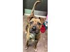 Adopt Camper a Brindle Bernese Mountain Dog / Mixed Breed (Medium) / Mixed