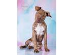 Adopt CeeCee a Brindle - with White Labrador Retriever / Mountain Cur / Mixed