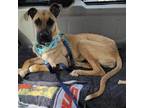 Adopt Scooby Doo a Tan/Yellow/Fawn Great Dane / Mixed dog in Spring Lake