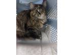 Adopt Mimi a Brown Tabby Domestic Shorthair / Mixed Breed (Medium) / Mixed