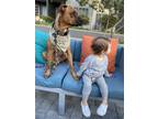 Adopt Bowie a Brown/Chocolate - with White Boxer / Rhodesian Ridgeback / Mixed