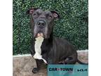 Adopt Pacman a Pit Bull Terrier / Shar Pei / Mixed dog in Lexington