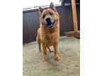 Adopt Lancer a Red/Golden/Orange/Chestnut Chow Chow / Mixed dog in Stagecoach