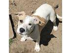 Clover Mixed Breed (Medium) Puppy Female