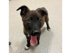 Ren Mixed Breed (Large) Puppy Male
