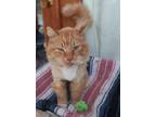 Adopt Sunny a Orange or Red Domestic Longhair (long coat) cat in Roslyn