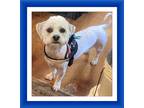 Adopt Teddy - OH a White - with Gray or Silver Bichon Frise / Shih Tzu / Mixed