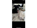 Adopt Paisley a Black - with White Great Pyrenees / Collie / Mixed dog in Solana