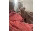 Adopt Selena a Gray or Blue Sphynx / Mixed (hairless coat) cat in Houston