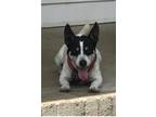 Adopt Lucky a Jack Russell Terrier / Rat Terrier / Mixed dog in Columbia