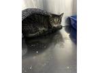 Adopt Rascal a Brown Tabby Domestic Shorthair / Mixed Breed (Medium) / Mixed