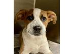 Adopt Robin a Brindle Australian Cattle Dog / Golden Retriever / Mixed (short